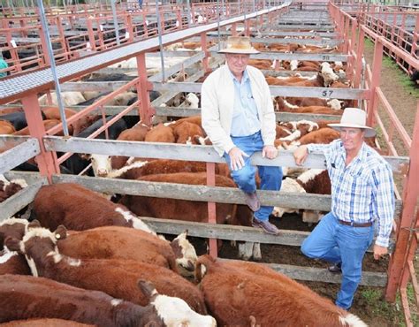 george and fuhrmann warwick cattle sales Full market report available here! Jump to